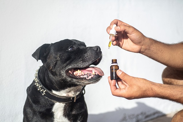 Lovlig og effektiv: Alt om cbd olie fra formula swiss i danmark